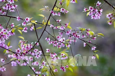 Nơi ấy xuân về!