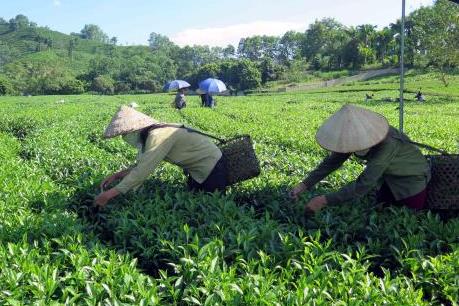 Lan tỏa hương “Búp chè vàng”