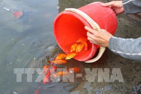 Những hình ảnh về người dân Thủ đô thả cá chép tiễn Táo quân về trời