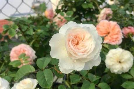 Người sở hữu vườn hồng thơm ngát trên sân thượng ở Hà Nội