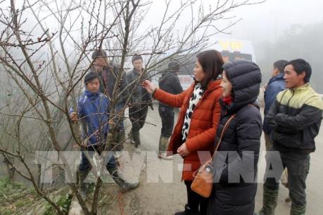 Đào rừng Sa Pa xuống phố 