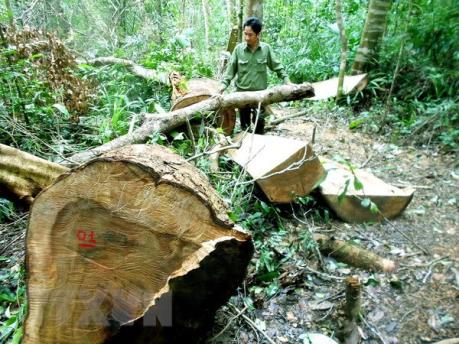Xử lý nghiêm hành vi phá rừng phòng hộ ở huyện Đại Từ, Thái Nguyên