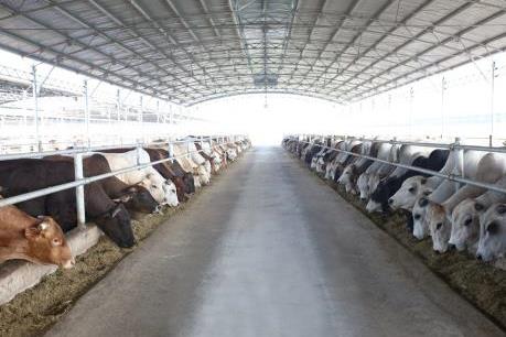 Hoà Phát đẩy mạnh cung ứng bò Australia tại Việt Nam