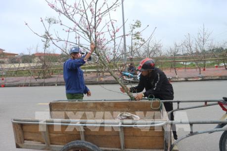 Nhộn nhịp làng đào Kim Thành vào xuân