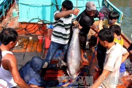 Chuyến biển cuối năm mang nhiều niềm vui cho ngư dân Phú Yên