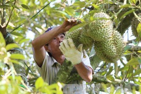 Tiền Giang phát triển kinh tế theo vùng chuyên canh