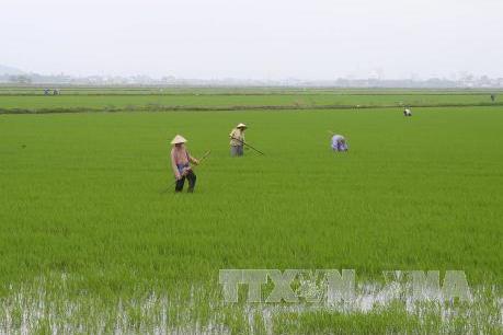 Tập trung sản xuất vụ Xuân 2019 đúng khung thời vụ