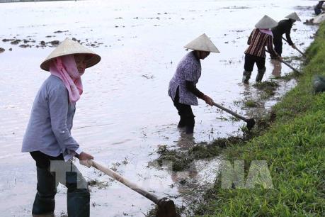 80,6% diện tích gieo cấy vụ Đông Xuân đã có nước 