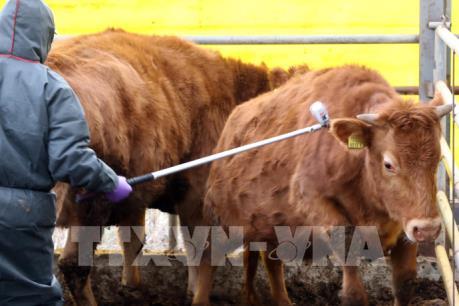 Hàn Quốc đóng cửa chợ gia súc 3 tuần do dịch lở mồm long móng