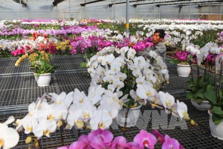 Tp. Hồ Chí Minh: Sôi động thị trường hoa Tết 