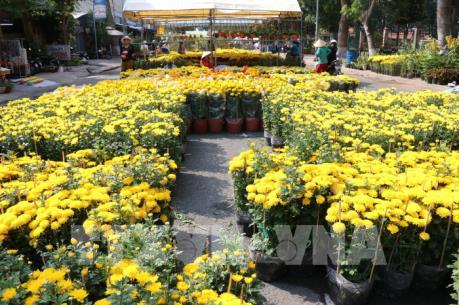 Muôn nẻo hoa Tết