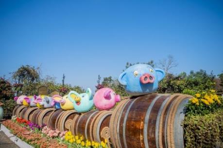 Du khách phấn khích với đàn heo xinh xắn năm Kỷ Hợi trên đỉnh Núi Chúa 