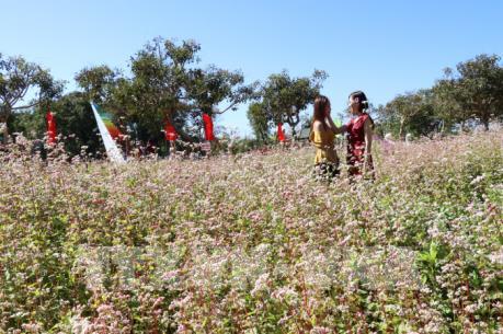 Hoa Tây Bắc tô sắc xuân trên Tây Nguyên