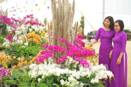 Ngày xuân đi thăm thung lũng hoa rộng 15 ha ở chùa Bái Đính