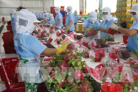Xuất khẩu rau quả hướng tới mục tiêu đạt kim ngạch 4,2 tỷ USD