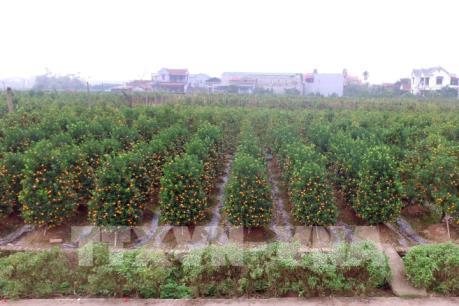 Xuân về với vựa hoa cây cảnh lớn nhất miền Bắc