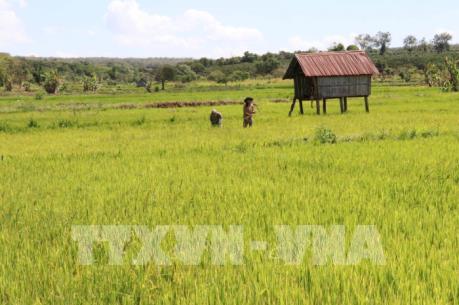 Cần Thơ: Giá lúa xuống thấp và tiêu thụ chậm