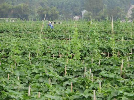 Su su là nông sản thế mạnh trong chương trình OCOP Vĩnh Phúc