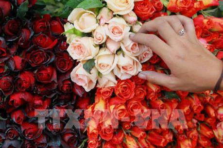 Valentine 2019: Tình yêu thời "gạo châu củi quế"