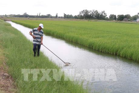 Giải bài toán đầu ra cho lúa hữu cơ