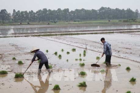 Người dân đồng loạt làm đất gieo cấy lúa vụ Đông xuân 2019