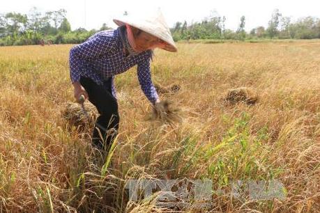 An Giang thông tin việc lấp kênh đặt cống khiến lúa chết khát