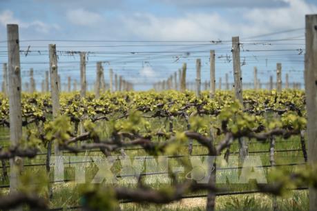 Australia thông qua thỏa thuận về xuất khẩu rượu vang sang Anh