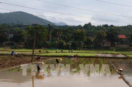 Yên Bái gieo cấy 19.100 ha lúa vụ Đông Xuân