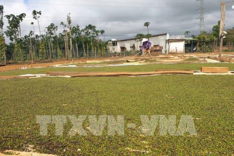 Nông dân điêu đứng khi tiêu vào vụ thu hoạch