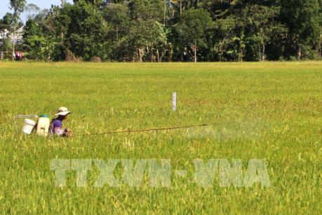 Sóc Trăng thực hiện đề án Tái cơ cấu ngành nông nghiệp