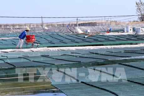 Đưa công nghệ cao vào nuôi tôm thâm canh