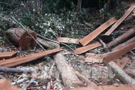 Gần 70 cây gỗ đường kính từ 20 – 60cm bị đốn hạ