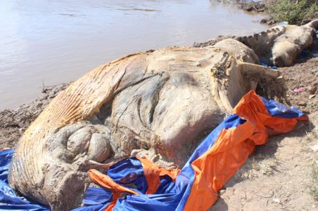 Xác cá voi 10 tấn trôi vào vùng biển Bạc Liêu