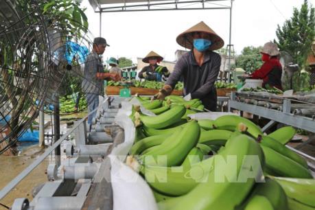Trà Vinh xây dựng mô hình HTX kiểu mới gắn với phát triển chuỗi giá trị