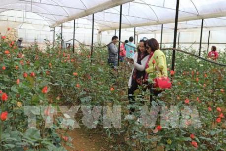 Giá hoa Đà Lạt tăng mạnh dịp Rằm tháng Giêng