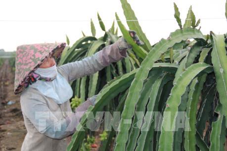 Cục Bảo vệ thực vật thông tin về việc Nhật Bản tăng tần suất kiểm tra nông sản Việt