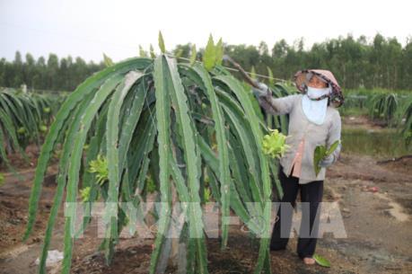 Mở rộng diện tích thanh long ở vùng Đồng Tháp Mười