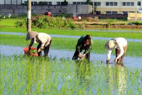 Gần 99% diện tích có nước để gieo cấy