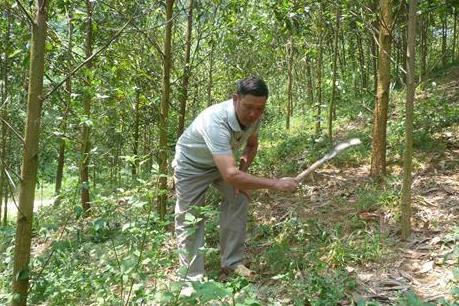 Phát triển rừng trồng theo tiêu chuẩn quốc tế