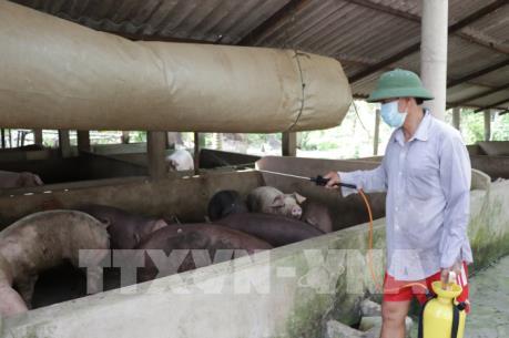 Xử lý nhanh các ổ bệnh lở mồm long móng và cúm H5N6