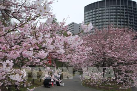 Tái hiện các kỳ quan thế giới bằng hoa Anh đào ngay giữa Hà Nội