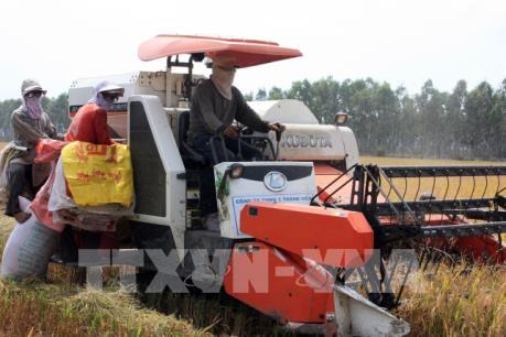 Sản lượng lúa của Kiên Giang vượt kế hoạch năm 2022