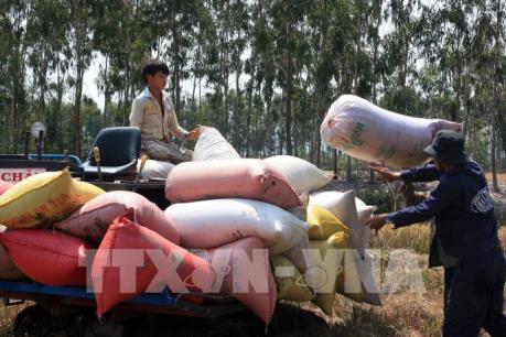 VietinBank cam kết đáp ứng đủ vốn cho doanh nghiệp tạm trữ thóc gạo