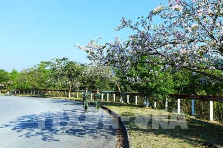 Sắc hoa ban nơi núi rừng Tây Bắc