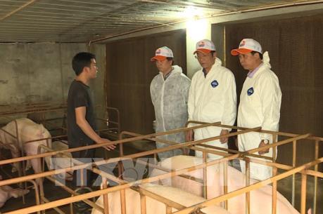 Hưng Yên quyết liệt phòng chống dịch tả lợn châu Phi
