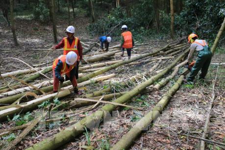 Xây dựng nguồn nguyên liệu gỗ bền vững