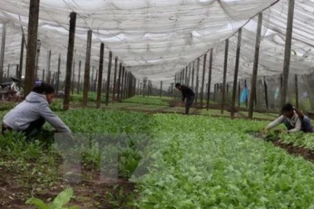 Bến Tre phát triển các hợp tác xã nông nghiệp gắn với chuỗi giá trị