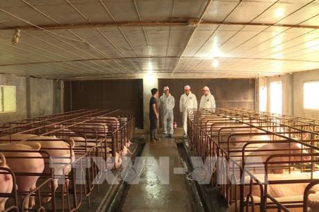 Xây dựng kịch bản nguồn cung cho ngành chăn nuôi