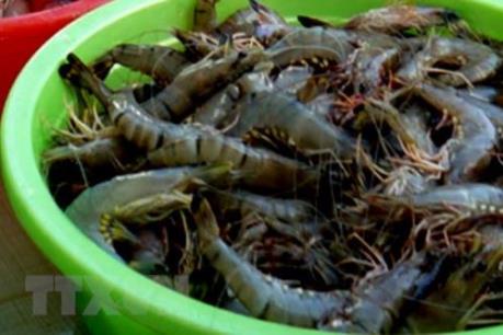 Triệt phá dứt điểm các đối tượng, cơ sở đưa tạp chất vào tôm