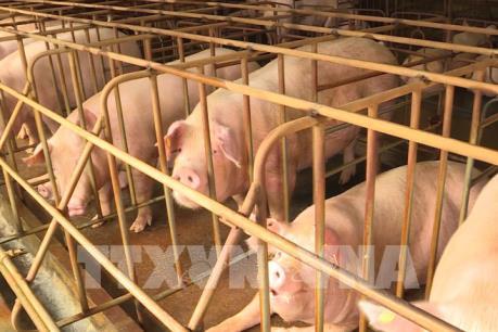Bà Rịa - Vũng Tàu phòng chống dịch tả lợn Châu Phi